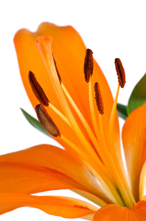 closeup orange lily isolated on a white backgroundの写真素材