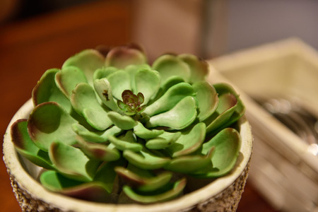 Cactus Pot on dinner tableの写真素材