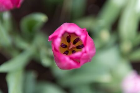 On Top of Pink Tulipの写真素材