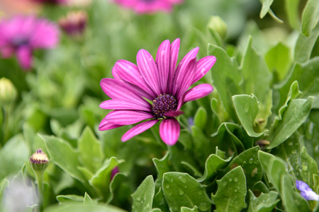 Purple marigold on leaf fieldの写真素材