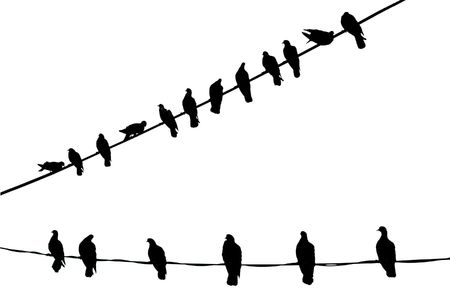 Black Birds on Electric cablesの写真素材