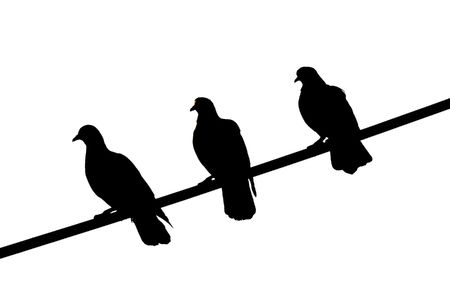 Three Black Birds on cableの写真素材