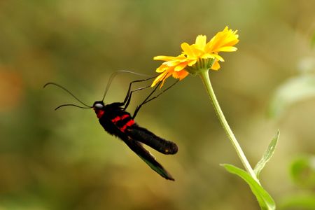 Butterfly and Yellow Flowerの写真素材