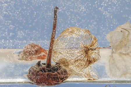 dried fruit skin in the waterの写真素材