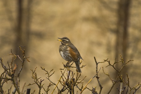 Wood thrushの写真素材