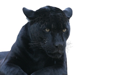A jaguar isolated on white.の写真素材