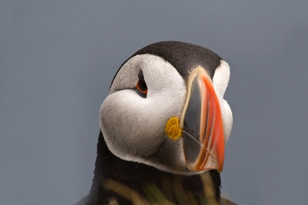 A portrait of an atlantic puffin.の写真素材