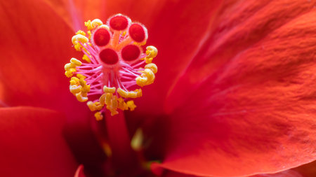 Detail of orange hibiscus flower stamens, close-up view.の写真素材