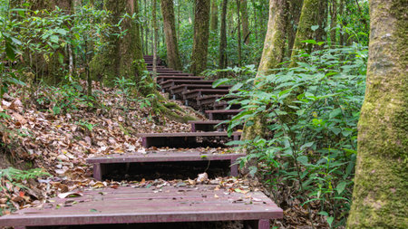 Wooden stairs in the forest for walking trails.