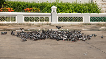 A flock of pigeons is eating food that someone has scattered on the ground in a temple.の写真素材