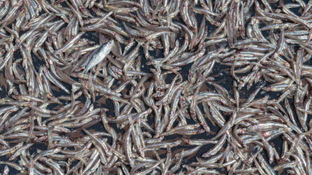 Sun-dried anchovies are dried on a rack and stored as food.