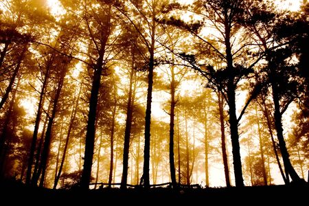 Landscape comprises the visible features of an area of land, including the physical elements of...