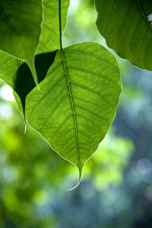 Bo leaf have v-shape or heart shape の写真素材