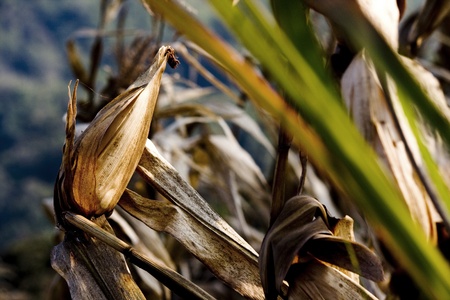 Corn or maize is the good nutrition,for cooking,seed give oil,no LDL-cholesterol,use for feedstuff too の写真素材