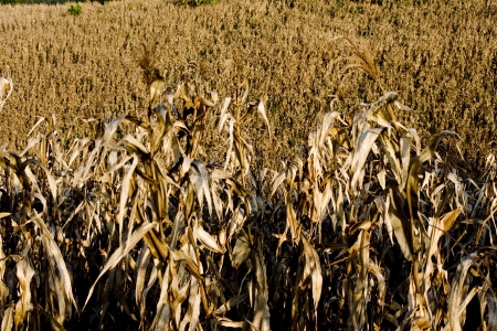 Corn or maize is the good nutrition,for cooking,seed give oil,no LDL-cholesterol,use for feedstuff too の写真素材