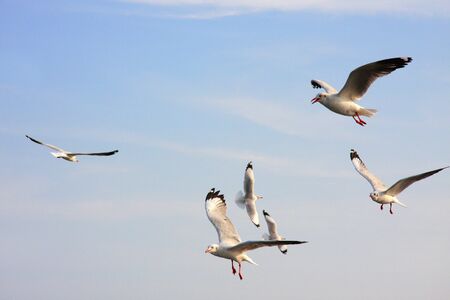 Seagull,Symbol of freedom  Every year, Seagull, the white bird from siberia fly to Bangpoo Thailand...