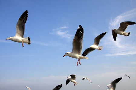 Seagull,Symbol of freedom  Every year, Seagull, the white bird from siberia fly to Bangpoo Thailand when siberia nearly gelid の写真素材