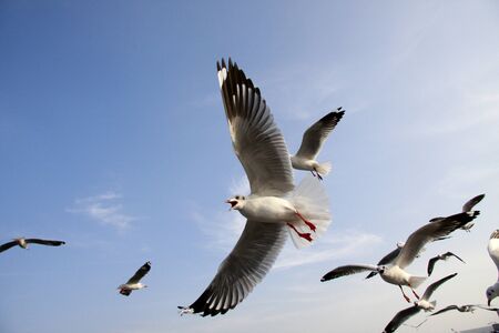 Seagull,Symbol of freedom  Every year, Seagull, the white bird from siberia fly to Bangpoo Thailand when siberia nearly gelid の写真素材