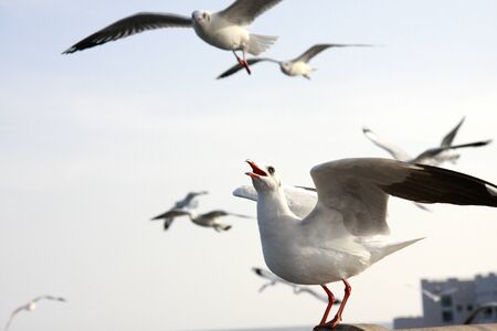 Seagull,Symbol of freedom  Every year, Seagull, the white bird from siberia fly to Bangpoo Thailand when siberia nearly gelid の写真素材