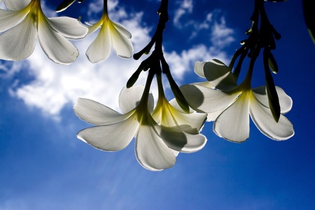 The White Flower on The Blue Sky impression Lighting の写真素材