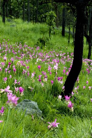 Pink Tulip of Thailand  Bloom in Rainy Season の写真素材