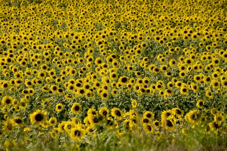 Sunflower is The beautiful Flower on Sunrise to last Lighting of The Day の写真素材