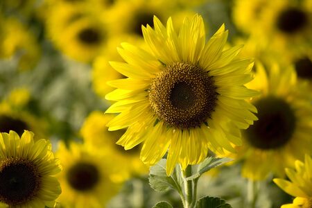 Sunflower is The beautiful Flower on Sunrise to last Lighting of The Day の写真素材
