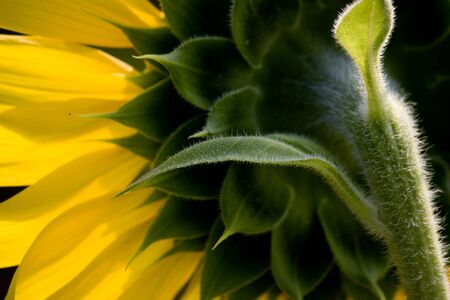 Sunflower is The beautiful Flower on Sunrise to last Lighting of The Day の写真素材
