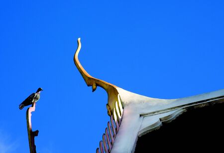 The Bird on Blue Sky in Autumn Seasonの写真素材