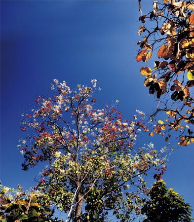 The Tree and saturate colour leaf in Autumnの写真素材