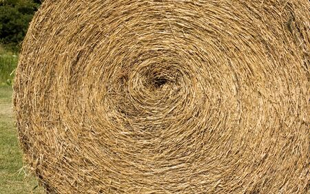 Roll of Straw or Hay for Cow and Livestock in The Farmの写真素材