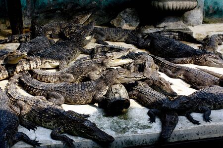 crocodileの写真素材