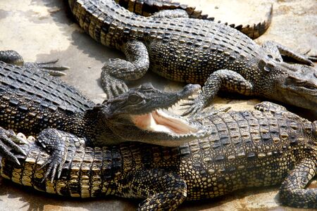 The Crocodile in Animal Farm,Eerie Fang and Eyes Look dangerous の写真素材