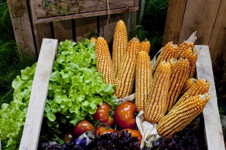 Display of Vegetable from The Farm Lay in The Box の写真素材