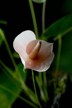 White Anthurium isolated on black .backlight make rim light.の写真素材