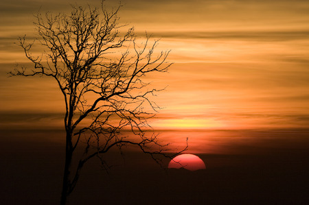 Shape of Silhouette Tree No Detail Only Line and Structure on Orange Sky and Red Big Sun at sunset Tree leaf out have only branch and twig の写真素材