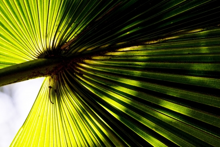 Fan Palm Leaf in contrast lighting  Ray of Palm Leaf as same as Fan の写真素材