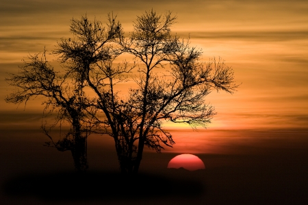 Shape of Silhouette Tree No Detail Only Line and Structure on Orange Sky and Red Big Sun at sunset .Tree leaf out have only branch and twig. の写真素材