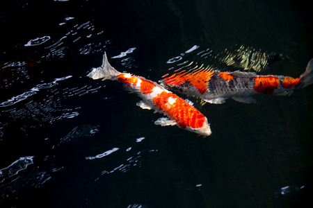 Koi Japan fancy Fish in pond  Isolate black background  の写真素材