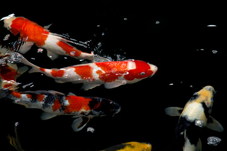 Koi Japan fancy Fish in pond  Isolate black background の写真素材