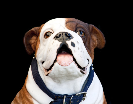 White Brown Bulldog modle. Doll pet show only head.の写真素材