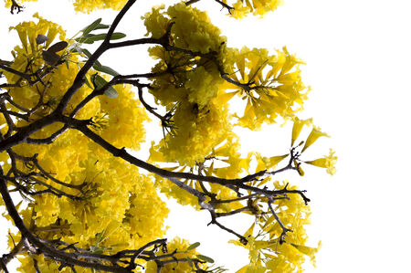 Yellow flower from middle america and south america is Yellow Cotton Tree on white isolate background の写真素材