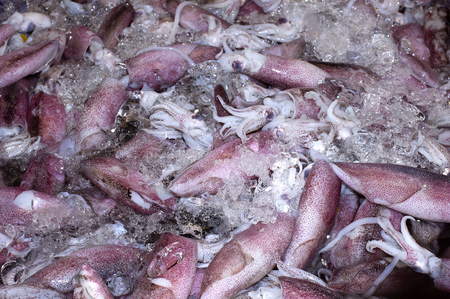 Fresh Squid pile up on ice Top eye view shot Delicious sea food の写真素材