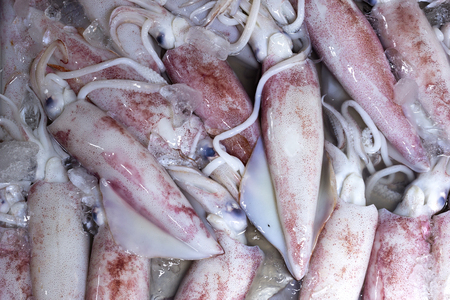 Fresh Squid pile up on ice.Top eye view shot.Delicious sea food.の写真素材