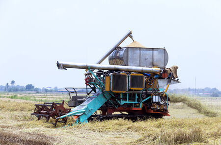 Harvesting rice tractor working in rice farm. 