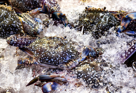 Fresh Horse Crab lay on ice in seafood supermarket.の写真素材