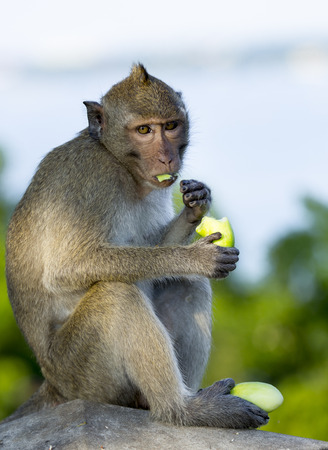 Monkey sit and eat fruit.