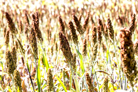 Closeup of  ripe  millet or sorghum in farmland.Millet in focus only center.