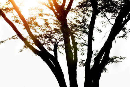 Dark tree with back sunlight.Orange  flares light on  top left branch.の写真素材