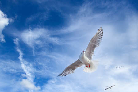 eagull flying on blue sky in weather?s fine day.Blue sky and calm white cloud.
